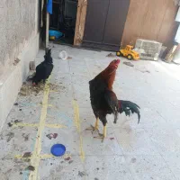 یک عدد خروس لاری یک ساله