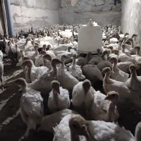 بیوتی6فوق سنگین،برنز سینه پهن...