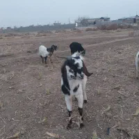 فروش یک  رعس بز جوان  یک رعس  نر بز  جوان