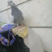 فروش جوجه سینه سبز درجه یک به شرط