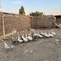 غاز محلی نر و ماده