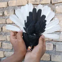 کفتر|پرنده|بهرمان, |دیوار