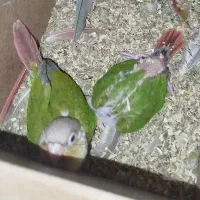 اسباب گرینچیک