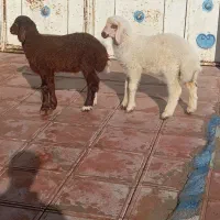 بره نره