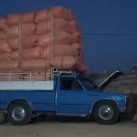 کاه جو وگندوم