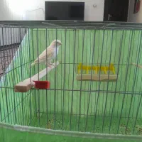 قناری ماده موزاییکی