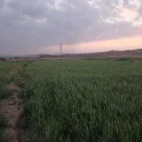 کود
