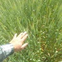 زمین مناسب برای باغ و ویلا۶۵۰۰