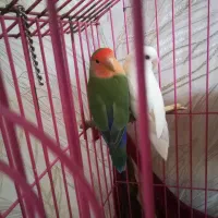 کوتوله و مرغ عشق