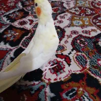 عروس  هلندی