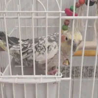 عروس هلندی دستی و فنچ مولدباجوجه هاش