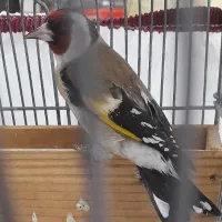 سهره نر گل بلند