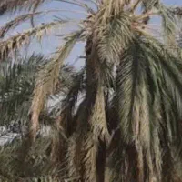 شاخه ی خشک نخل