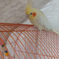 عروس هلندی ماده