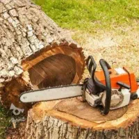 خریدار درخت صنوبر با واسطه و شیرینی معرف