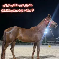 مادیان 4ساله،عرب خالص ایرانی
