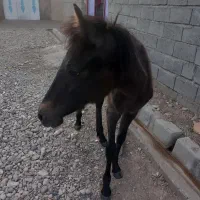فروش کره اسب اصیل کرد