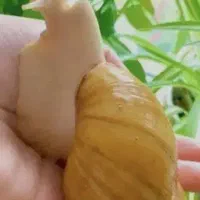 کانال حلزون و تجهیزات