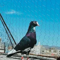 پلنگ|پرنده|زاهدان, |دیوار