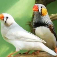 فنچ