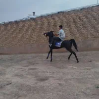 اسب مادیا پر خون