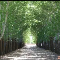 فروش زمین در روستای خوش اب و هوا