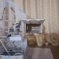 عروس هلندی