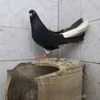 زاغ دم سفید موشی وجوجه
