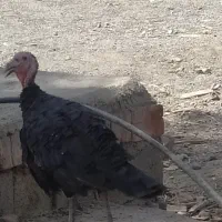 بوقلمون ماده فروشی . ایرانشهر