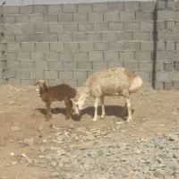 میش چینی قندوزی