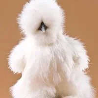جوجه لاری