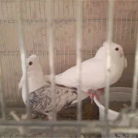 کبوتر ساتن پاک