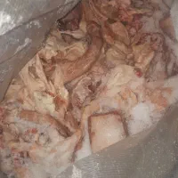 اسکلت مرغ