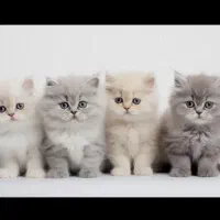 شهر گربه های صورت خرسی اصیل