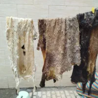 مشک وپوست پوستین گوسفند و بز