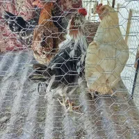 مرغ خروس جوجه