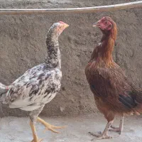 مرغ و نوچه خروس محلی.خاش