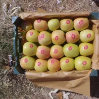 خریدارسیب سبز ،گالا،تابستانی ،پاییزیی،پای درخت