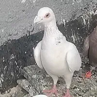 کبوتر پرشی تسمه مفت