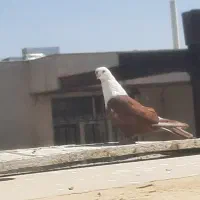 ماده سر اسبی و تهرانی