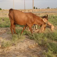 نر بز بذری