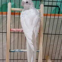 عروس هلندی