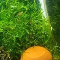 کت پوزه بوته ای و شریمپ رد چری