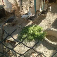 قاز برای فروش قاز بزرگن