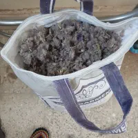 یه گونی پر چای کوهی خشک شسته شده