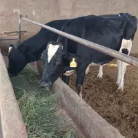 ۸رس گاو هولیشتان و دورگه. وسیمینتال
