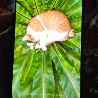 redmi note 10 pro max 128g ram 6