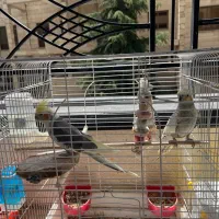 یک جفت عروس هلندی