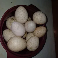 تخم بوقلمون نطفه دار برنز آمریکایی