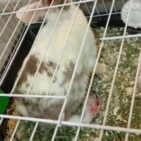 خرگوش ماده با دو تا بچه